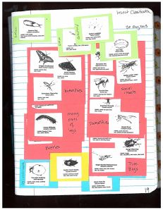 page19 Insect Classification
