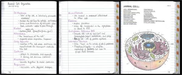 Notes Spread